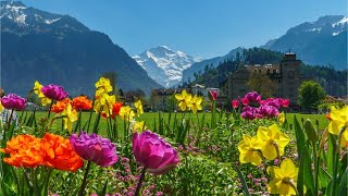 Beautiful Relaxing Music, Peaceful Soothing Instrumental Music, "Beautiful Switzerland" Tim Janis