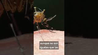 DATOS TERRORÍFICOS SOBRE MOSQUITOS #animales #curiosidades #shorts