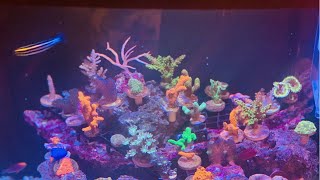 Live Streaming Salt water Aquarium  | Life Underwater | Corals | Corals in home Aquarium