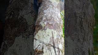 Philippines: Ants on the tree