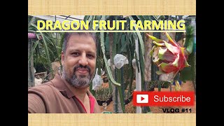 #DRAGON FRUIT FARMING #DRAGON FRUIT NURSERY