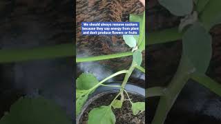 Brinjal Plant Suckers #shorts #gardening #brinjalplants #gardeningtips #gardeningshorts #sucker