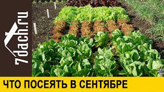 🌿 Что посеять в сентябре, и как правильно это сделать - 7 дач