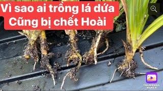 Chia sẽ chiết nhánh ươm lá dứa ra rễ rất khỏe mạnh!