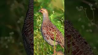 Gray francolin Teetar Ki Awaz Dakhni Teetar