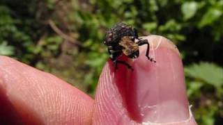 Mystery Beetle - weird woodland weevil