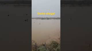 Ducks Hunting | Ducks | Malik Hunting Vlog | #shorts #shortsvideo