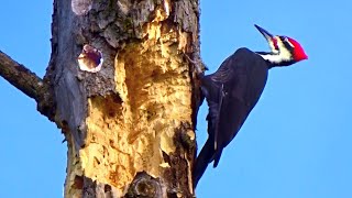 Pileated Woodpecker / Woodpeckers Pecking on Hardwood