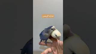 طيور الروز 💛🩵 #عائلة_سكر_ومينو #youtubeshorts #yearofyou #parrot #trend #طيور #طيور_الروز