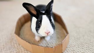 TRAPPING A RABBIT IN A CIRCLE