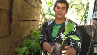 Mostrando a Horta Orgânica do Valter Damião