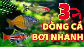 Top 3 những dòng cá cảnh có khả năng bơi lợi cực nhanh trong bể cá thủy sinh của bạn