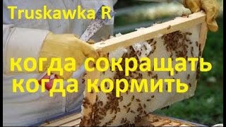 #Пчёлы осенью. Нюансы  сокращения семей и закормки пчёл на пасеке. С чем это связано Зачем сокращать