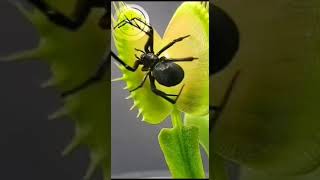 "Venus Flytrap Close-Up: The Art of Trap Activation" 🦠#youtubeshorts #ytshorts #shorts #venusflytrap