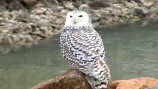 Snowy Owls in Kansas