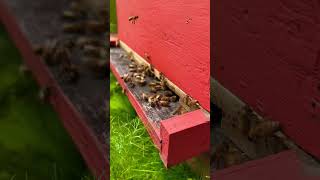 Traffic jam #trafficjam #beehive #alaskabeehive #alaskabeekeeping #bees