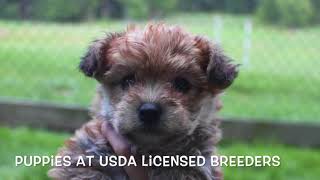 Puppies at USDA Licensed Breeders - Photo Mash Up