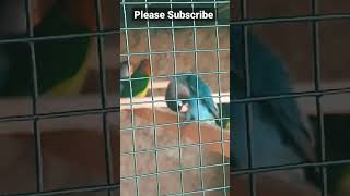 Love Birds Having some fun /#reels #birds #ytshorts #trending #finches #parrot #lovebirds