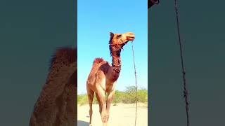 "Camel Voice Chronicles: A Close Encounter with the Desert's Majestic Nomads Camel Riding the Dunes