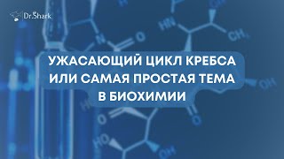 Цикл Кребса: самое понятное объяснение