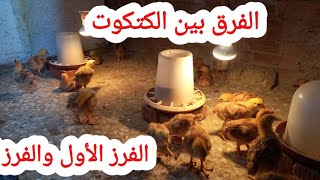 تربية الفراخ الساسو في المنزل عمر 14 يوم | ازاي نفرق بين الكتكوت الفرز الأول والفرز الثاني