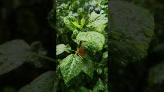 plants during rain 🌧️