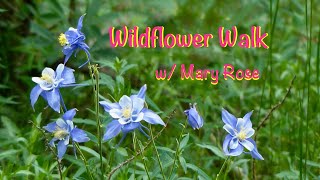 Midsummer Wildflower Walk in Colorado