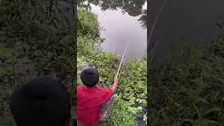 Amazing village fishing #fishspecies #fish #villagefish