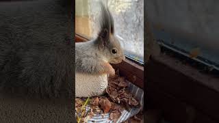 Дай отдохнуть спокойно! #cuteanimals #funnyvideo #funnyanimals #funny #love #squirrel #cute