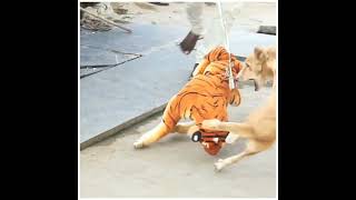 tiger prank lion prank dog prank funny 😀😂❌#short #youtubeshorts