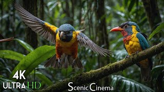 Jungle Bird: Forest Winged Treasures - Scenic Cinema With Forest & Birds Sounds 4K