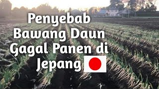 Penyebab Bawang Daun GAGAL PANEN