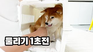 새집사줬더니 주인도 못건들게하는 강아지 ㅋㅋㅋ