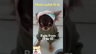 Cute animals - Funny actions