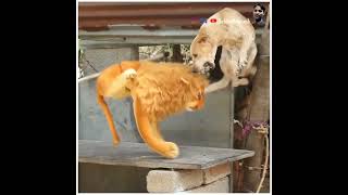 Fake Tiger lion liopard Prank on Cute dog and That Was Crazy @sekhar84prank#short#shorts