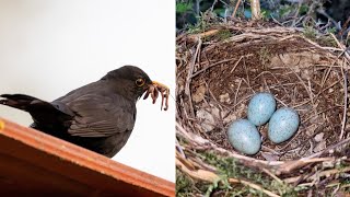 Blackbird Nest And Eggs - New Find!