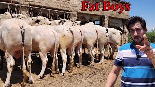 Dera Zubair Androon Fatehjang - Extremely Dangerous Bulls 2024 - Cow Mandi 2024 - Bakra Mandi 2024