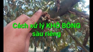 CÁCH XỬ LÝ KHÔ BÔNG SẦU RIÊNG