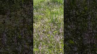 Wildflowers on the farm.