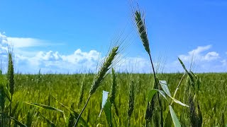 3 Hours singing lark and field birds in the wheat field for relaxation, calming the nerves