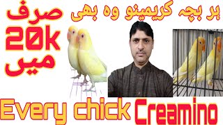 Every chick creamino.اب ہر بچہ کریمینو نکلے گا