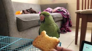 Asmr Parrot eating crunchy food