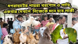 Cheapest pigeon bird & pet market near Kolkata #magrahat_pigeon_market #pigeonmarket #birdmarket