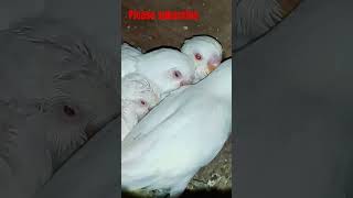 बजरी#birds #chicks #breeding progress#viralvideo