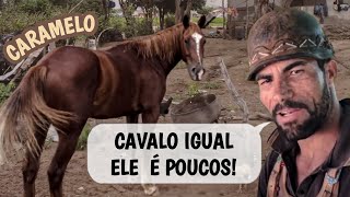 VAQUEIRO PAVÃO Falando do CAVALO CARAMELO que era bom de BOI