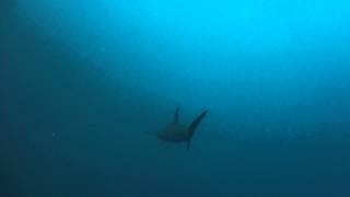 Layang Layang Hammerhead sharks 2 - July 2015