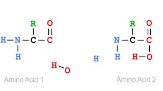 Dipeptide Animation