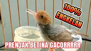 PRENJAK BETINA GACOR ENGKELAN || PRMP DISKA YUDI