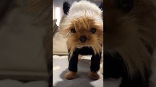 The Art of Being a Sleepy Dog ! #all #animals #cute #funny #funnyvideo #funnyshorts