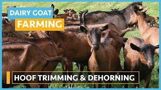 Dairy Goat Farming (Lesson 17) - Hoofing ,Trimming and Dehorning